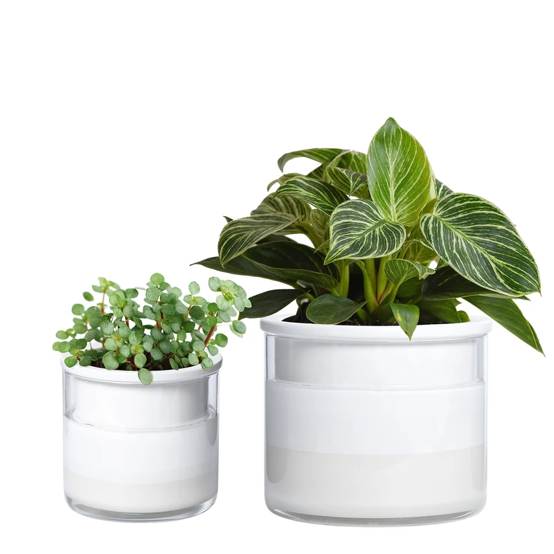 Phoenix Vine 6 Inch 4 Inch Self Watering Planter Pots, Design White Terracotta Pots for Plants, Indoor Cylinder Terra Cotta Pots with Glass Vase Set, 51-B-G-46