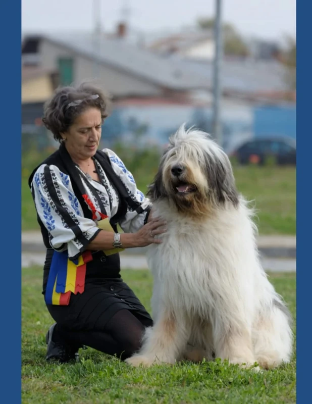 Romanian Mioritic Shepherd - A Legendary and Rare Breed: A Comprehensive Guide of a Mioritic Shepherd Dog