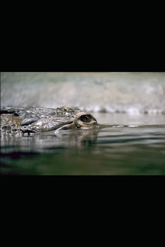 abc of silenced genius