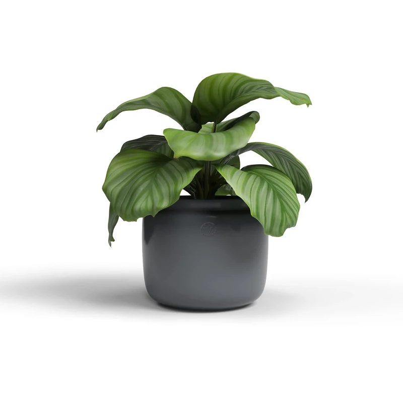 Artevasi Astrea Pot, Flowerpot, decorative pot, Handmade Ceramic, Color Anthracite, 20cm - Image 1