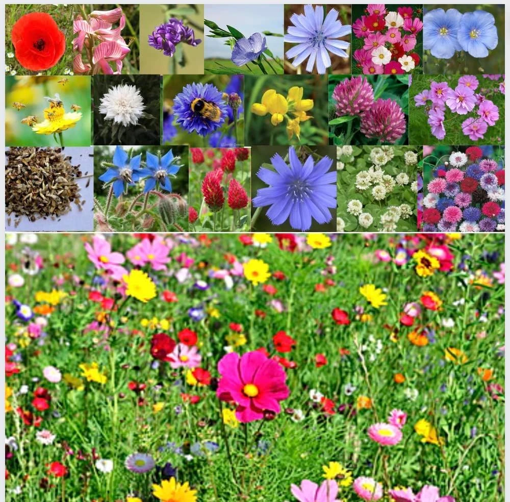 Premium Wildflower Seeds Mix for Beautiful Garden and Landscaping - Non-GMO for Bees, Butterflies, and Hummingbirds - Easy to Grow NO Grass 50g