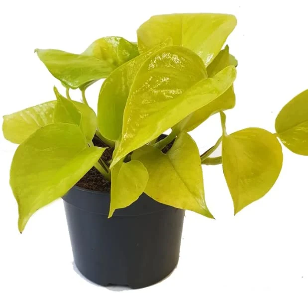 Pothos (2, Neon)
