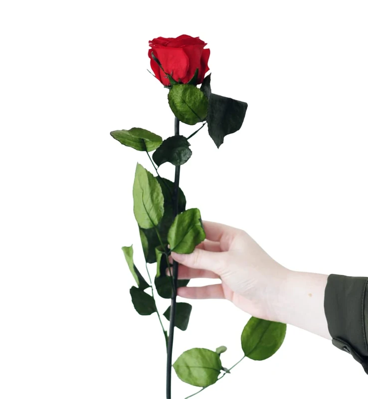 Juli Pink Infinity Flowers with Stem - Red - Premium - Image 1