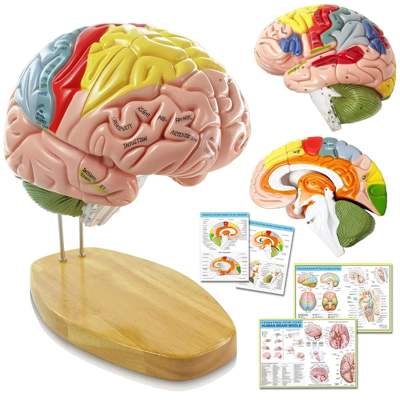 HADWYN Human Brain Model with Labels, 2X Life-Size Anatomy Model for Learning Science Classroom Study Display Medical Model,9 Colors to Identify Brain Functions- for Neuroscience Teaching