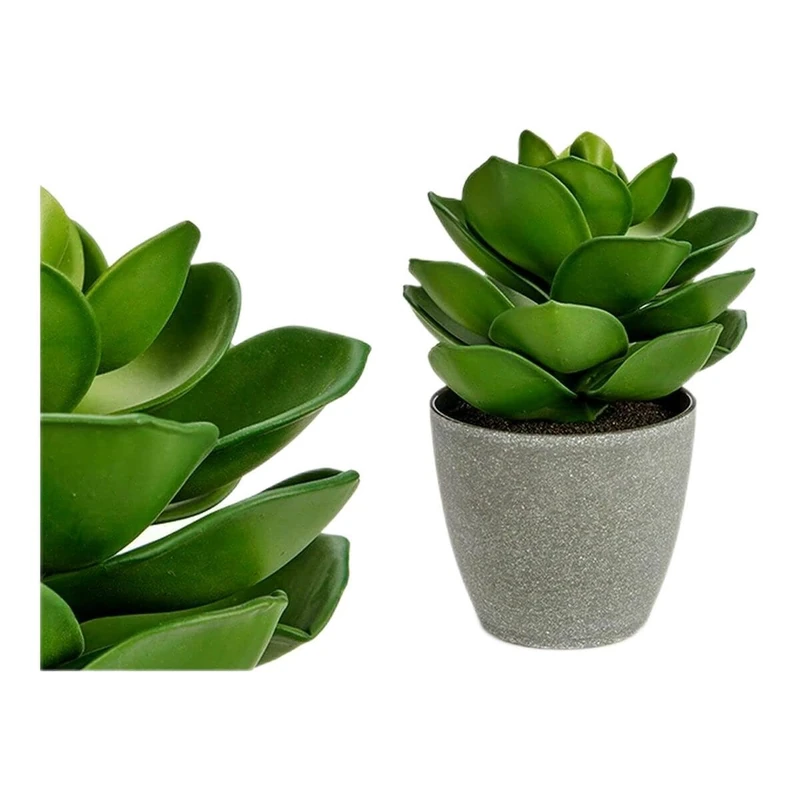 Ibergarden Plant, Multicolor, Standard - Image 1