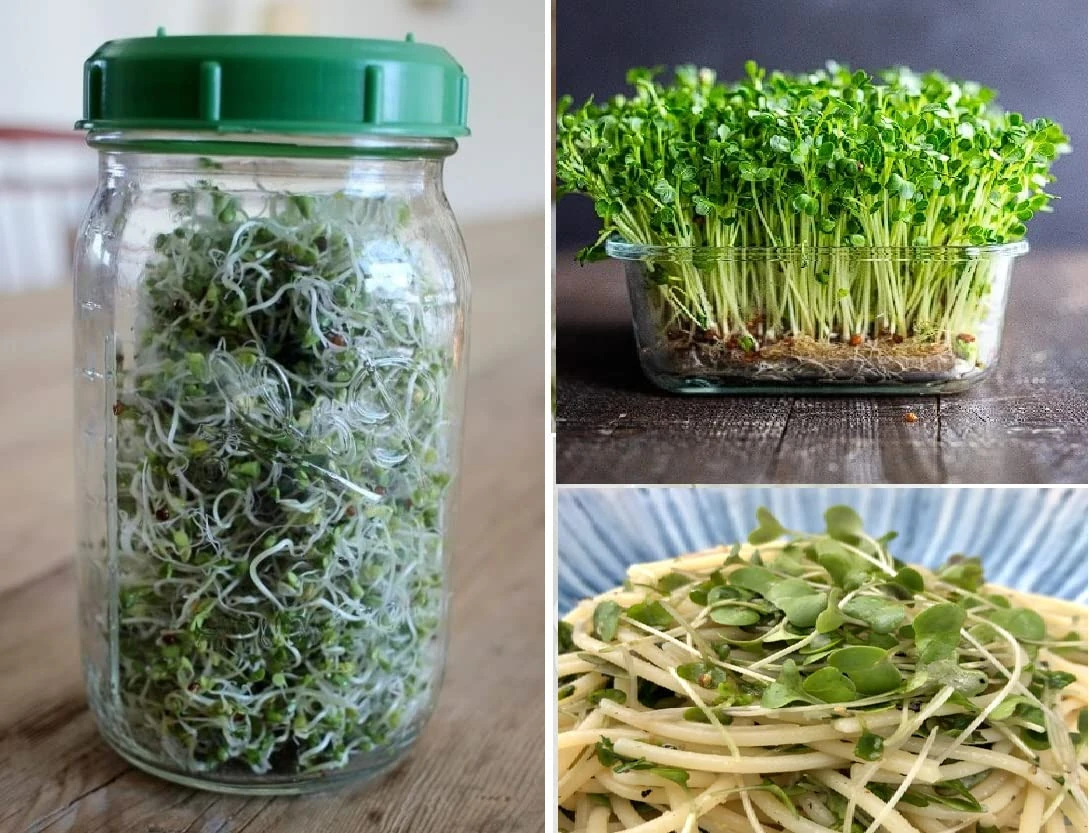 Broccoli Seeds for Sprouting | 1,300+ Seeds | Microgreens | Organic Non-GMO |