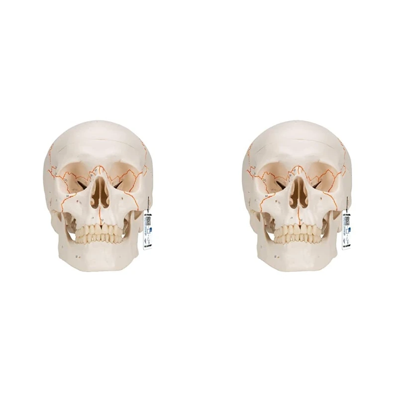 3B Scientific A21 Human Anatomy - Numbered Human Classic Skull Model with Magnetic Connections, 3 Part + free Anatomy App - 3B Smart Anatomy (Pack of 2)