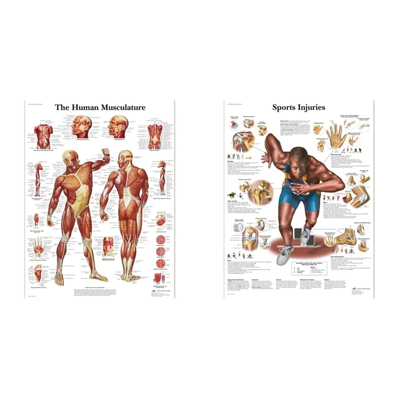 3B Scientific VR1118L Human Anatomy - Human Musculature Chart, Laminated Version & VR1188L Human Anatomy - Sports Injuries Chart, Laminated Version
