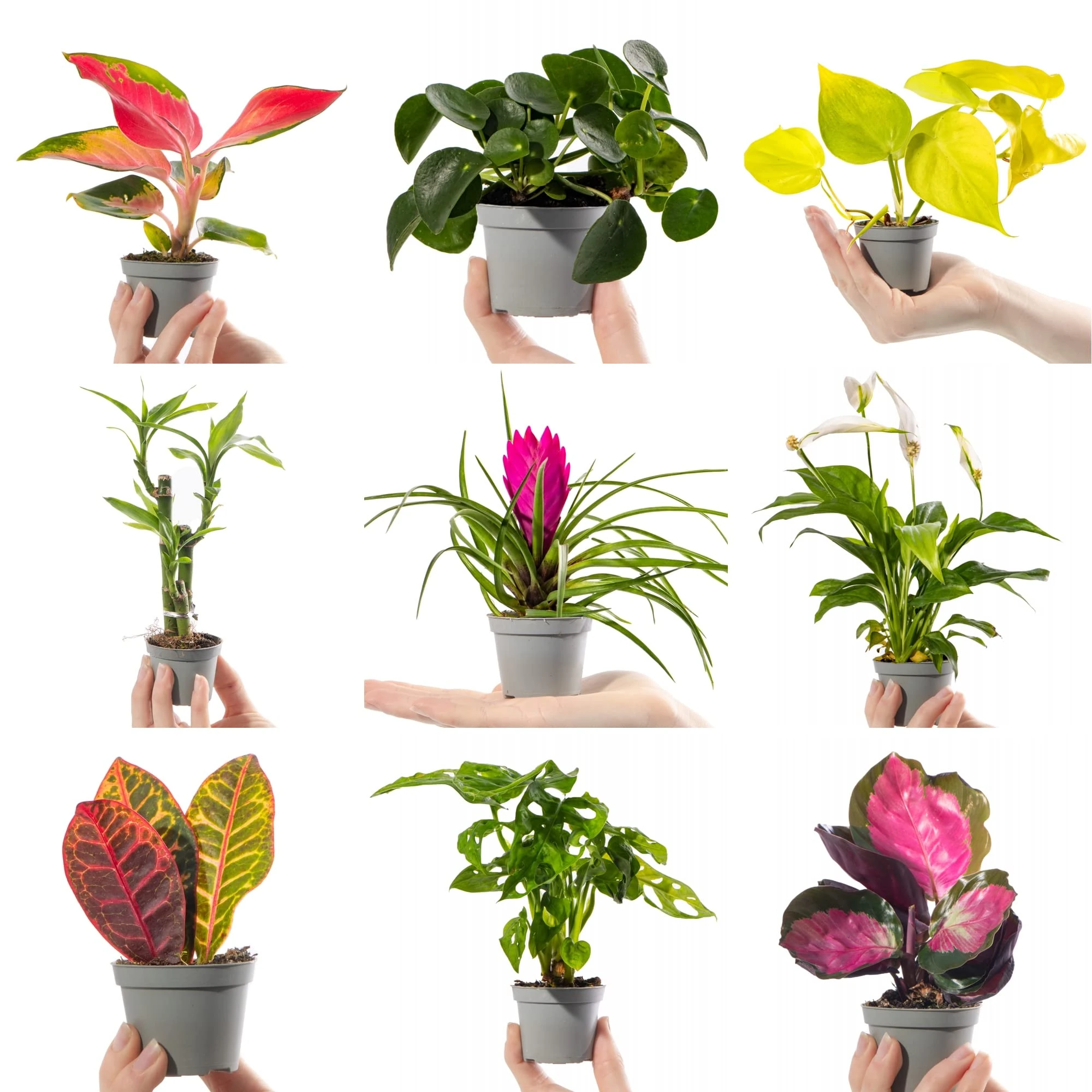 Collection of Small Baby Evergreen Mixed Indoor House Plants Growers Choice (12 Plants)