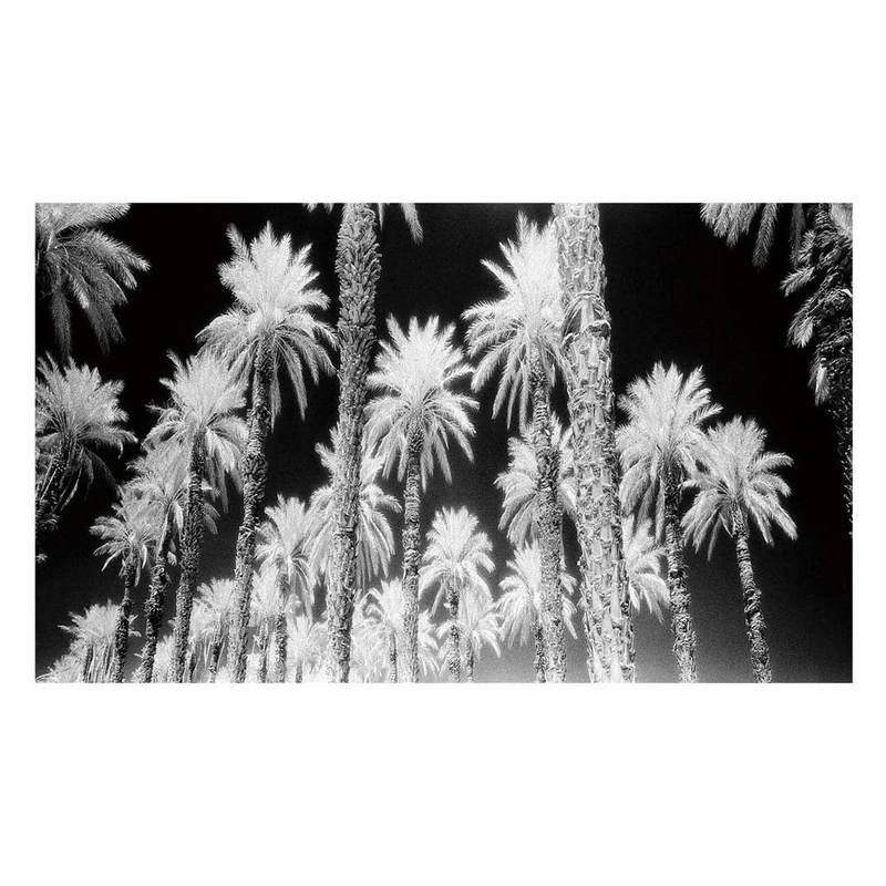 LOLAhome Palm tree print on black and white tempered glass, 120 x 70 cm