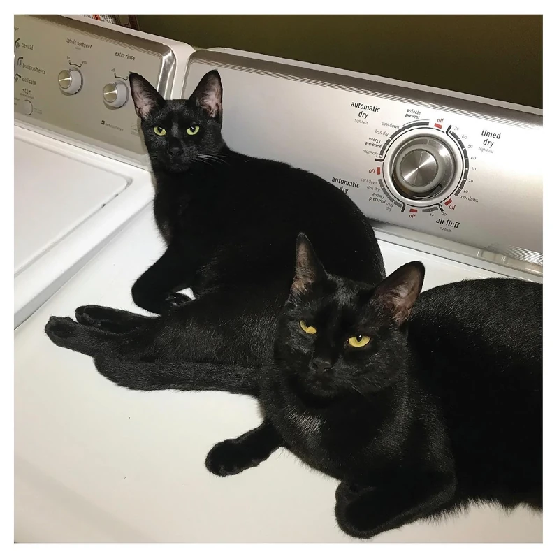 Sons of (2lp) [VINYL]