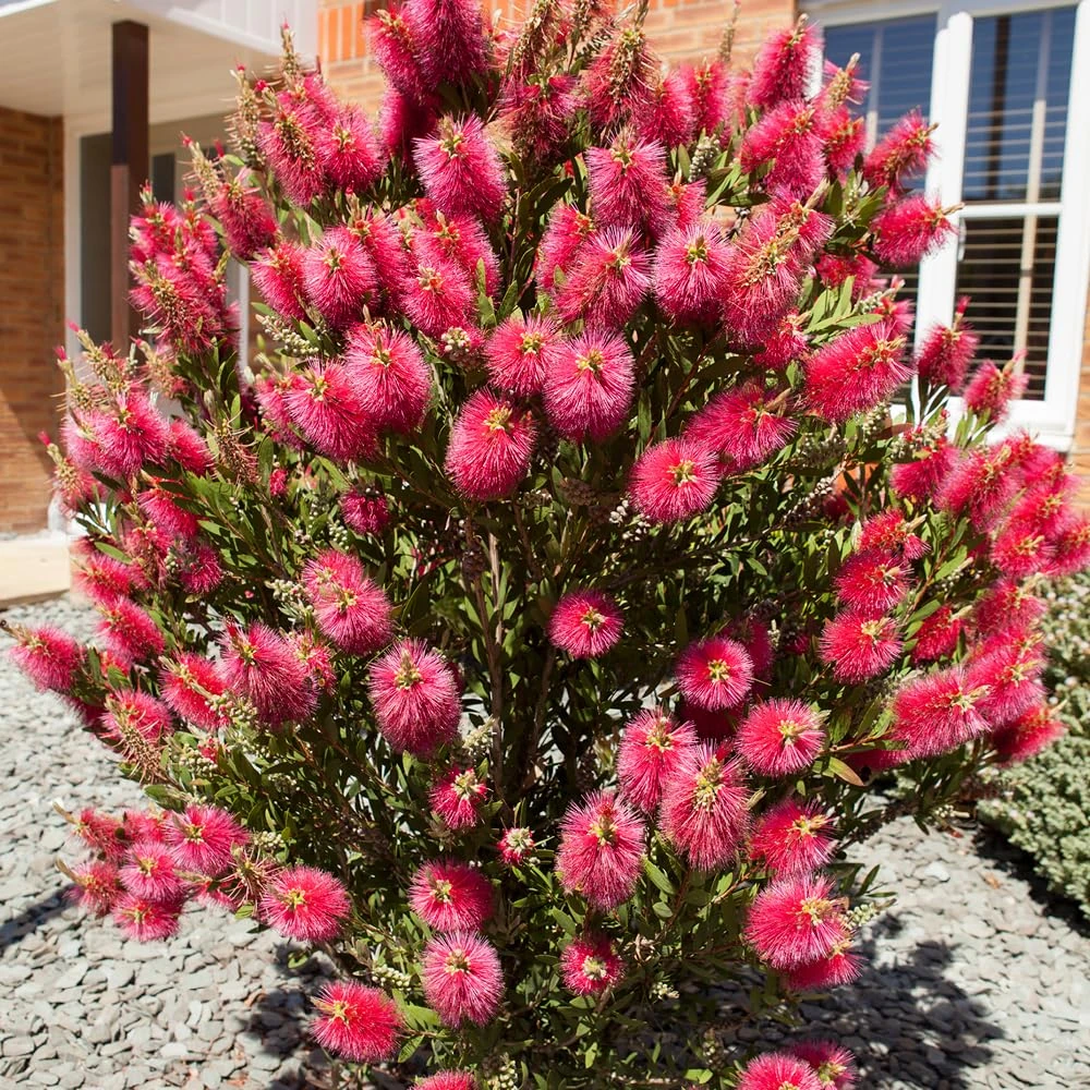 YouGarden Callistemon Bottlebrush Plant, Established 30cm Tall in 2 Litre Pot, Shrub for Patio or Garden, Ready to Plant in The UK, Exotic Outdoor Plants, Bottle Brush