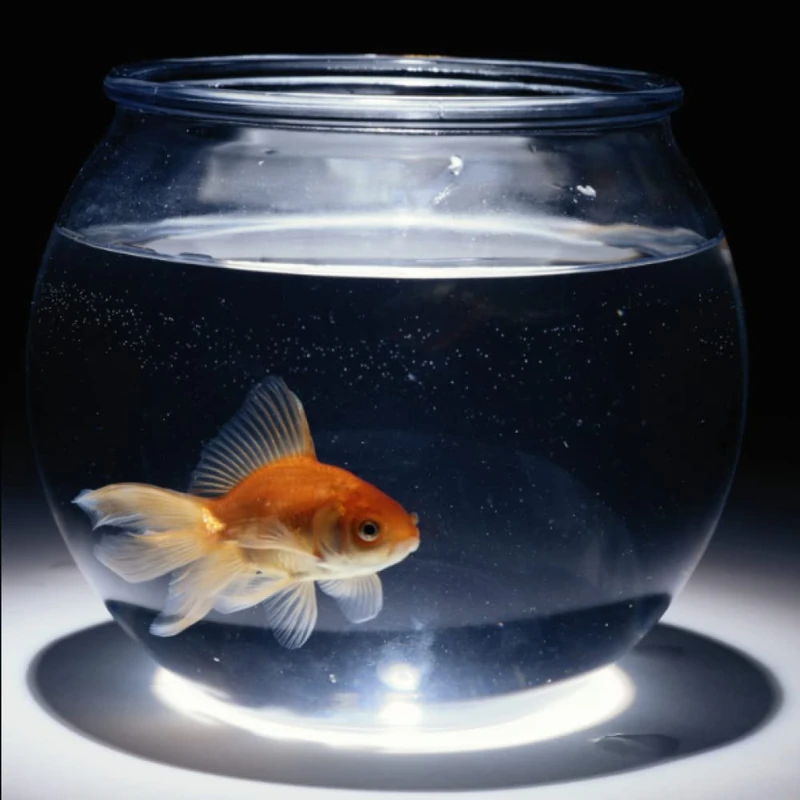 Daily Planner: Schedule