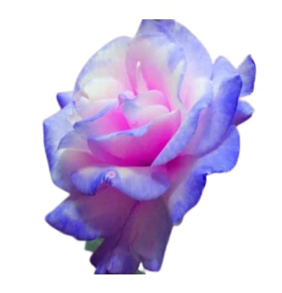 Rose Flower Seeds Multi-Coloured UK Rose Flower Seeds for Home Garden Patio Plant - 10x Rose Flower Seeds (Pink & Purple)