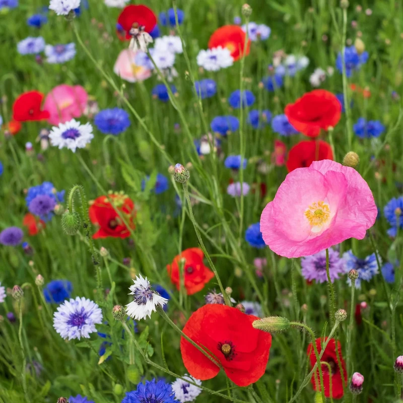EFA International, Wildflower Seeds UK, Meadowmax Paradise for Pollinators, UK Native Wildflower Seed, Wild Flowers Seeds UK, Attract Bees and Butterflies (8 Grams)