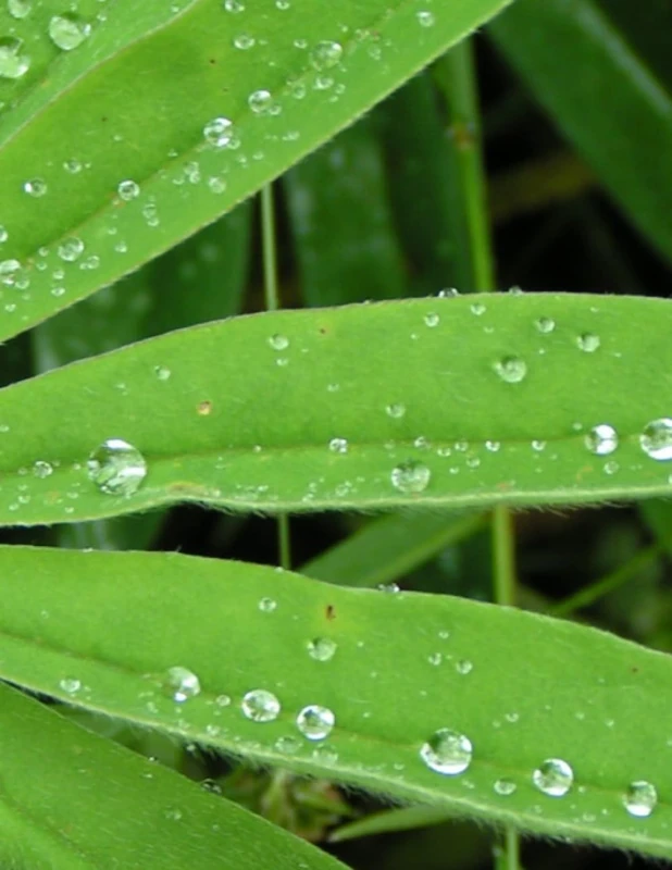 The Lord's Bounty: Kentucky Wilding: Top 200 Medicinal Plants In Kentucky