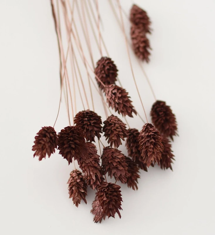 Juli Hazelnut Phalaris Dried Mistletoe