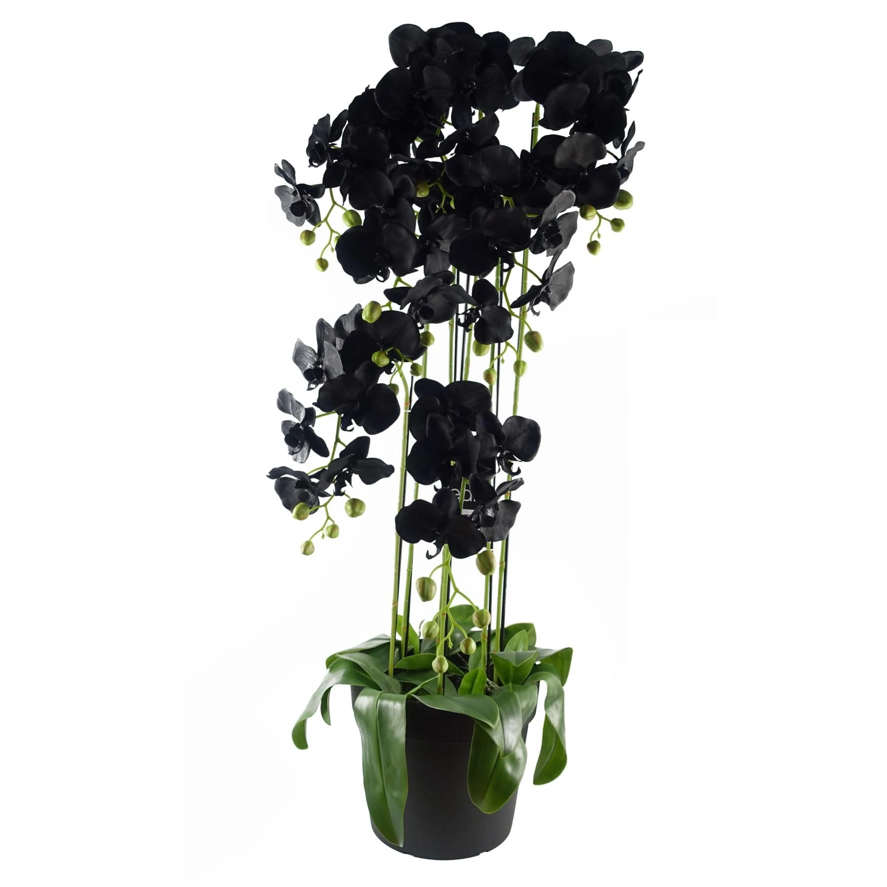 Leaf Design UK Realistic Artificial Orchid Flower Display in Pot