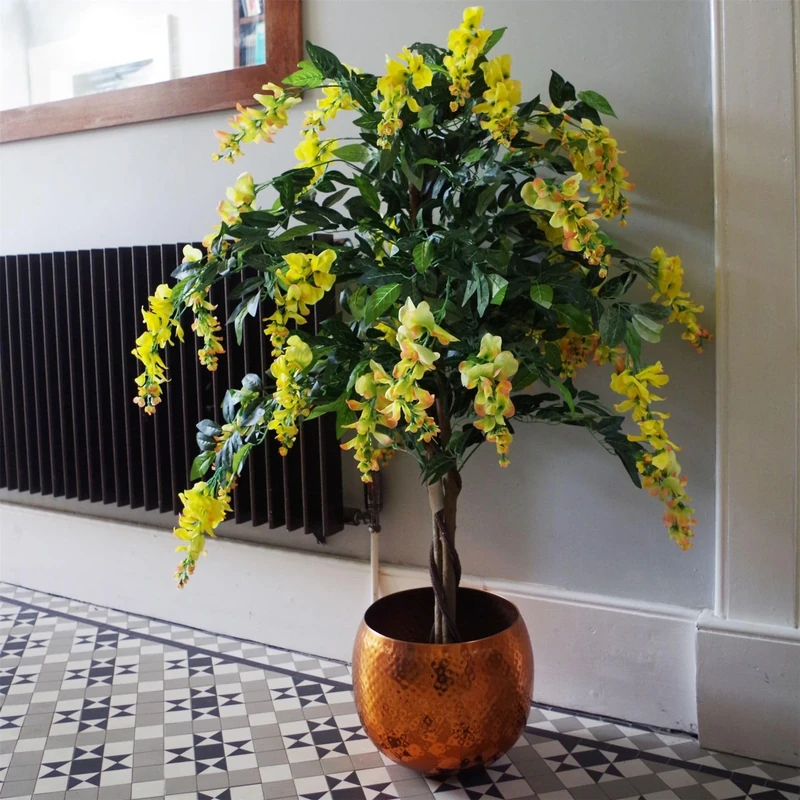 120cm Yellow Flowering Wisteria Tree