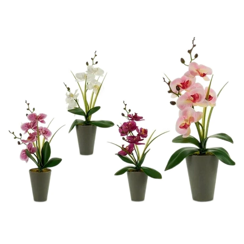 Ibergarden Ornamental Plant, Multicolor, Standard