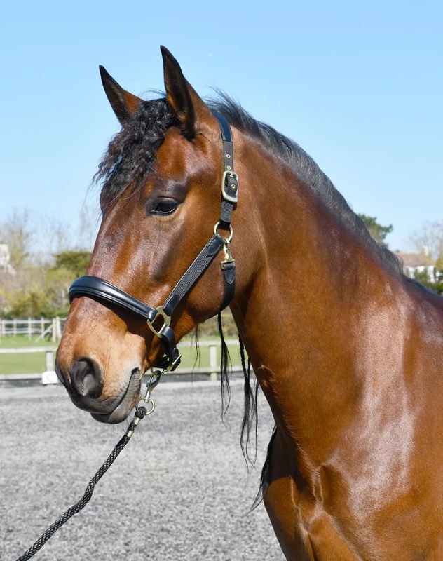 Rhinegold Softee Leather Padded Headcollar-XFull Black/Black