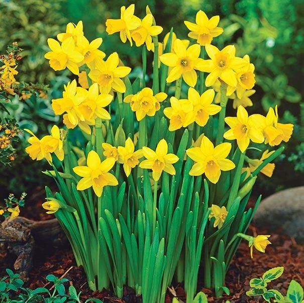 100 x Miniature Daffodils - Tete A Tete - Spring Flowering Dwarf Daffodil Bulbs
