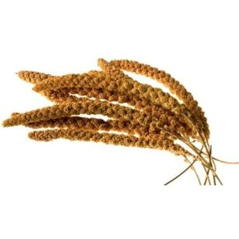 Walter Harrison's Millet Sprays Approx 10 Inch 15kg - Image 1