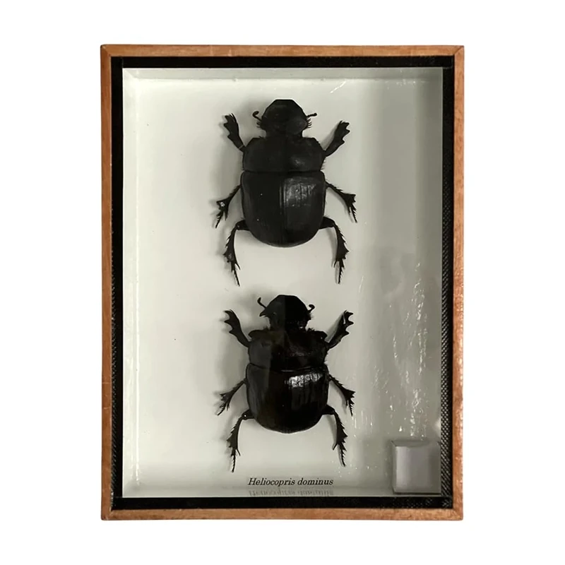 VIE Taxidermy Dung Beetle, 20x15x5cm - Image 1