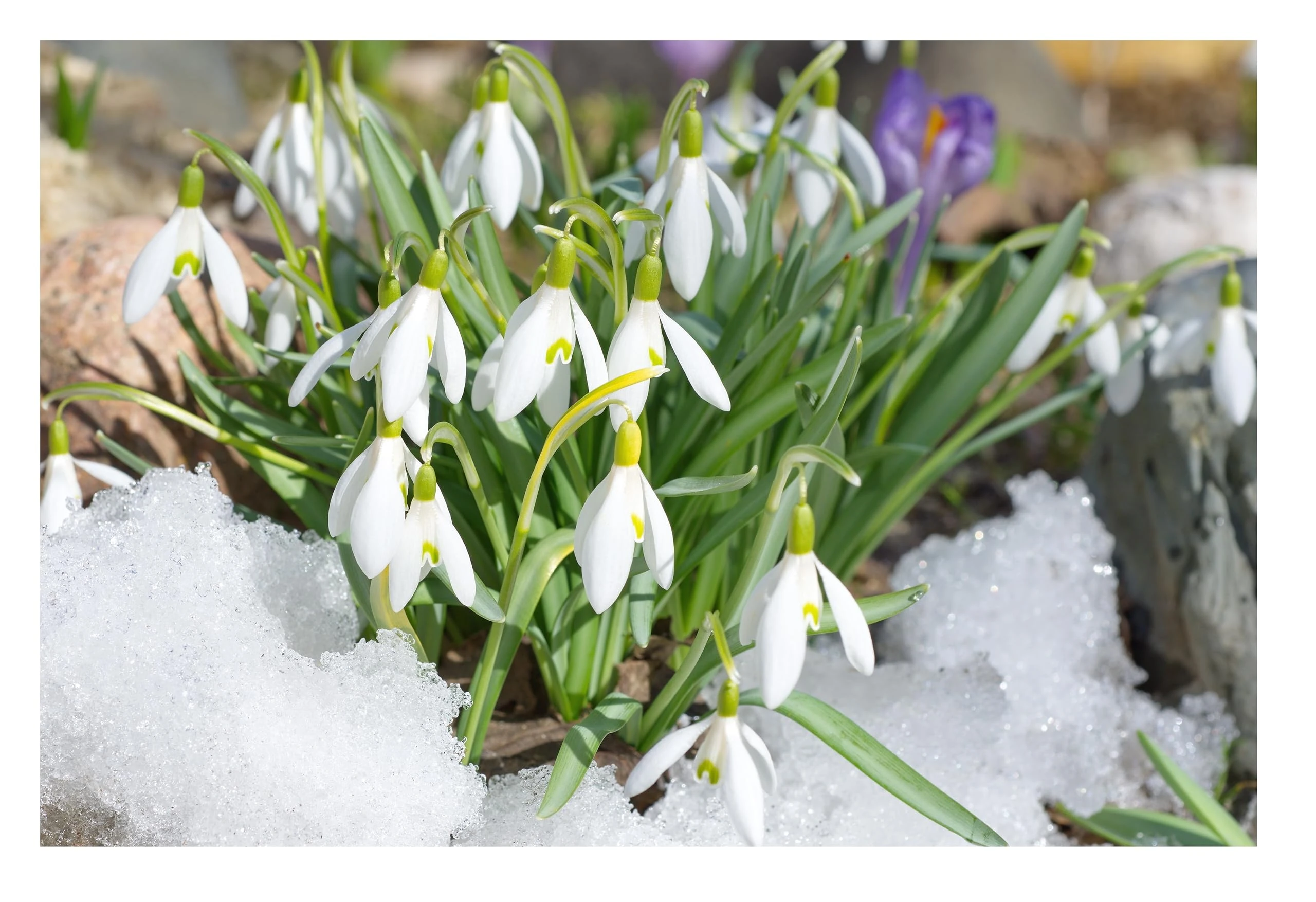10x Giant Snowdrop Early Spring Flowering Bulbs Autumn Planting Galanthus Perennial Garden Plants Beautiful White Flowers