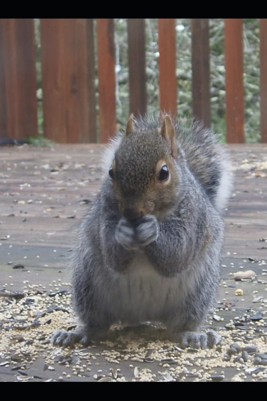 Drawing Book Squirrel