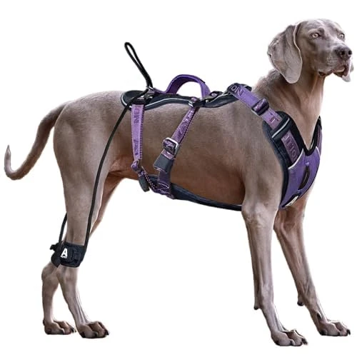 ANAFNI Easy Walk No Pull Dog Harness for Large Dogs, Heavy Duty Tactical Dog Harness with Handle, Easy Control and Training Better Leash Manners (Midnight Purple, Medium)