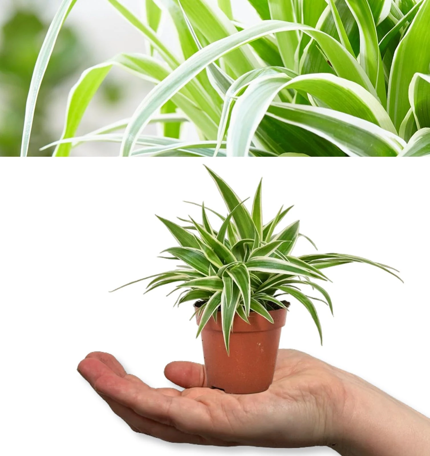 Spider Plant - Chlorophytum Ocean in 6cm Pot - Mini Indoor Plant - Compact Evergreen Perennial (2 Plants)