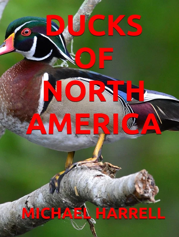 DUCKS OF NORTH AMERICA (Wildlife of North America and other educational books.)