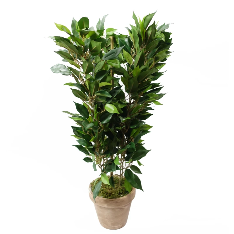 Leaf Plant in Decorative Planter, 60cm Mini Green Ficus Bush