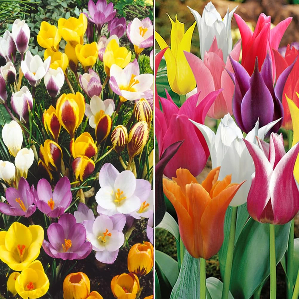 Crocus Specie Mixed- Tulip Lily Flowering Mix - Spring Blooming Bulbs - Popular and Favourite Variety - Ready to Plant for Your Beautiful Garden