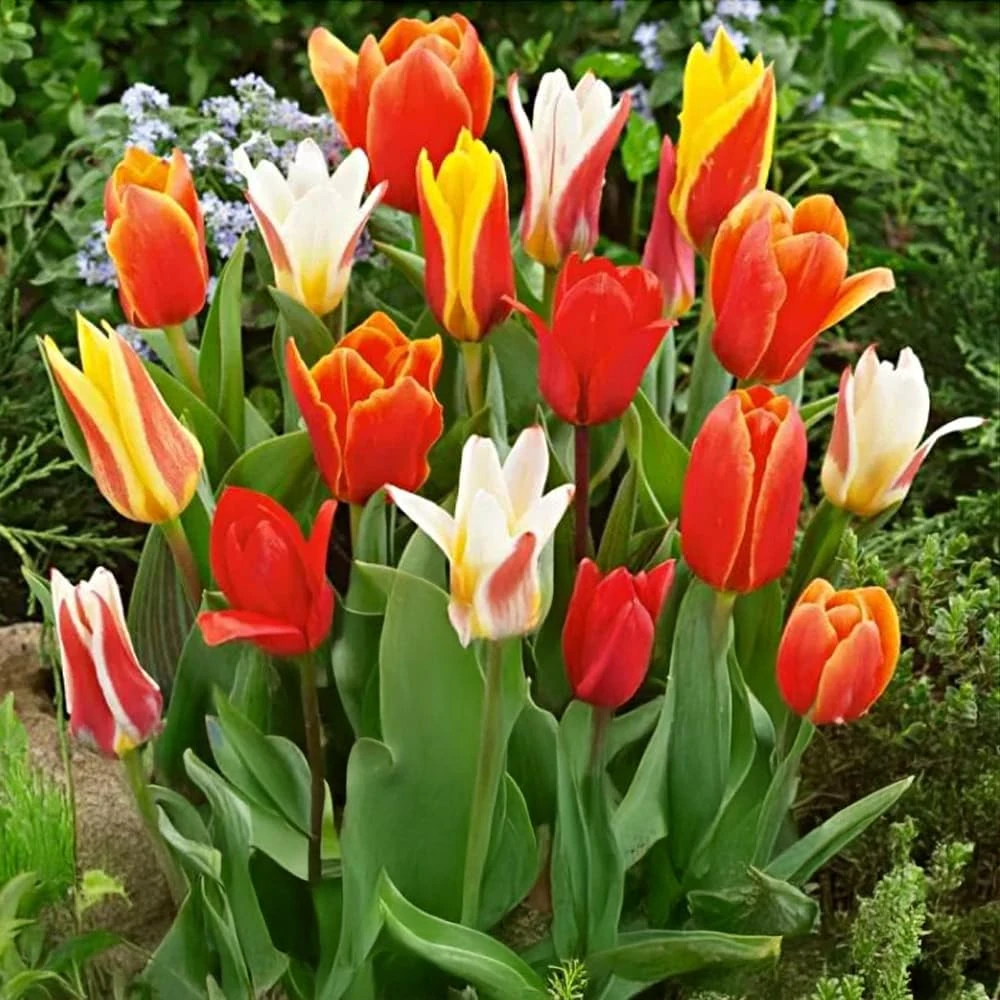 Spring Flowering Bulbs for Planting Now UK – Freesia, Daffodil, Tulip Mixed, Perennial Bulbs with Early Spring Flowering -Ready to Plant for Your Beautiful Garden (20 x Tulipa Greigii Mixed)