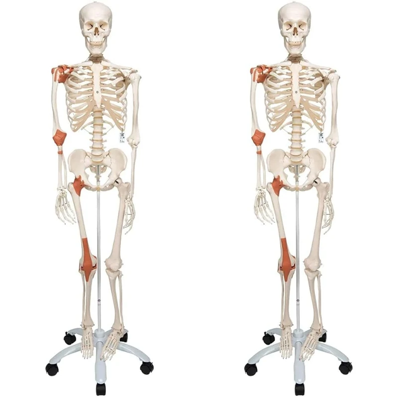 3B Scientific Human Anatomy Skeleton Model Leo - with Ligaments, On Pelvis Mounted Rolling Stand A12 + free Anatomy App - 3B Smart Anatomy Standard (Pack of 2)
