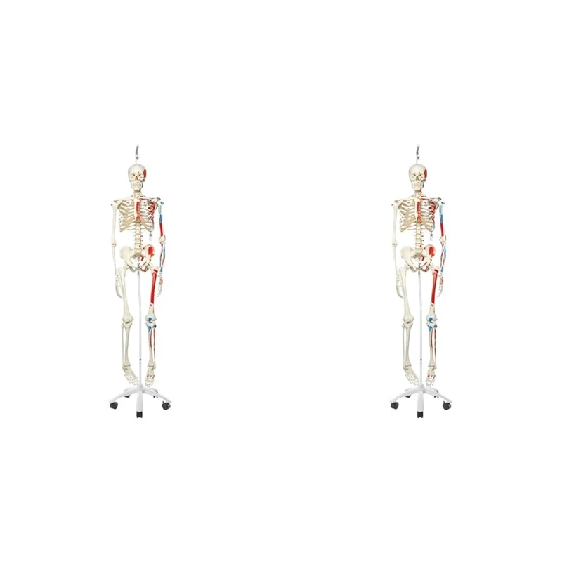 3B Scientific Human Anatomy Skeleton Model Max - with Painted Muscle Origins and Inserts, on Hanging Stand A11/1 and Free Anatomy App - 3B Smart Anatomy (Pack of 2)