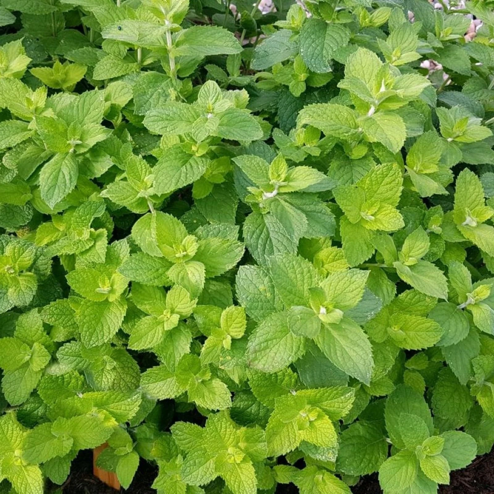 Carbeth Plants - Herb Plants - Grow Your Own Herb Garden - Apple Mint Plant in 13cm Pot - Mentha suaveolens for Edible Purposes