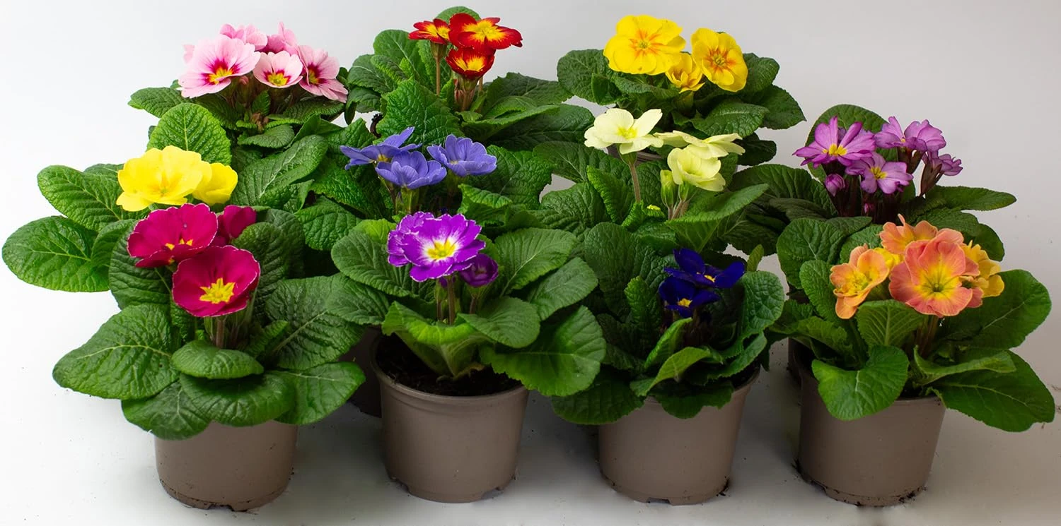 9 x Primula Acaulis – Primrose Plants Outdoor Garden Ready, Flowering Bedding Plant Garden Ready in 10.5cm pots, These are NOT Plug Plants (9)