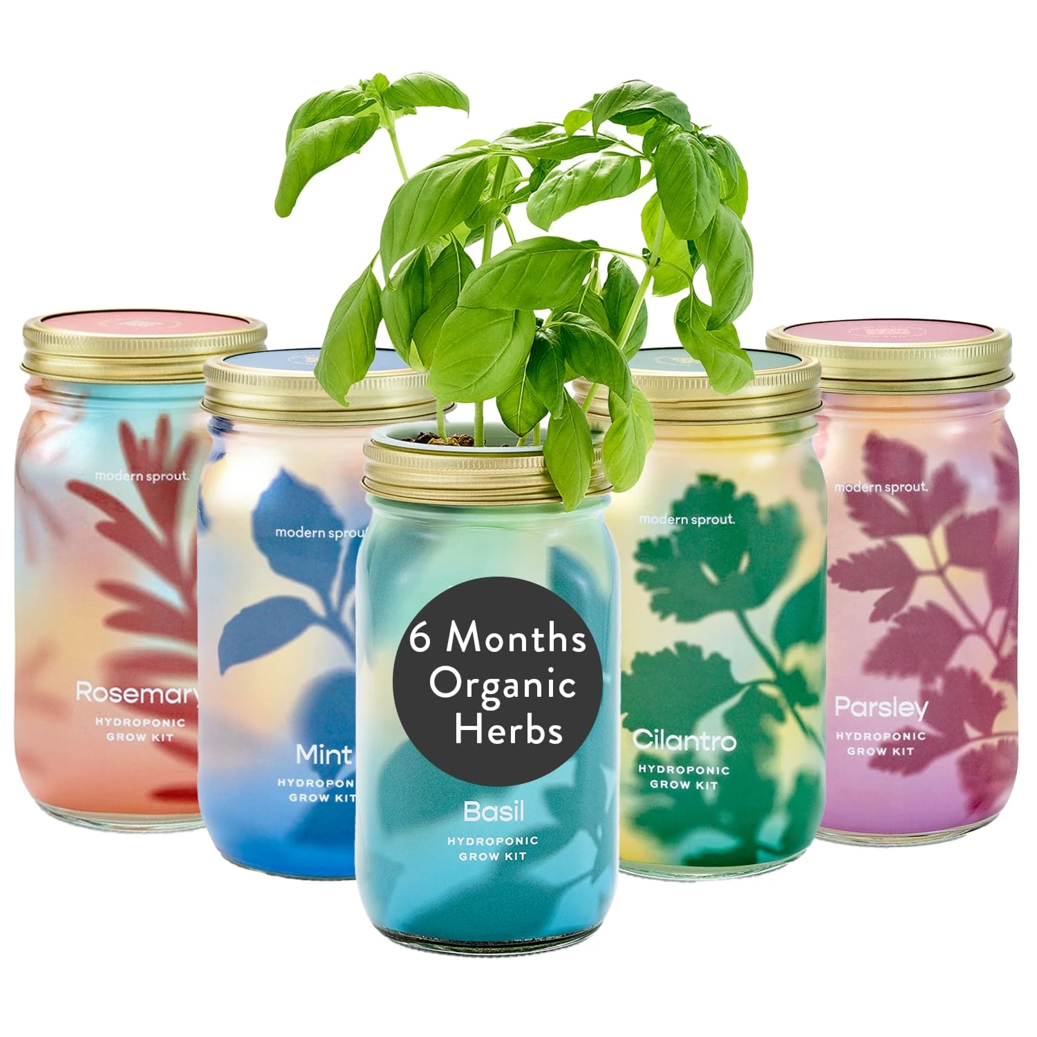 Modern Sprout New & Improved Mason Jar Grow Set, Indoor Herb Garden, Seed Starter Set, Organic Seeds, Hydroponic Growing (Basil + Mint + Parsley + Cilantro + Rosemary)