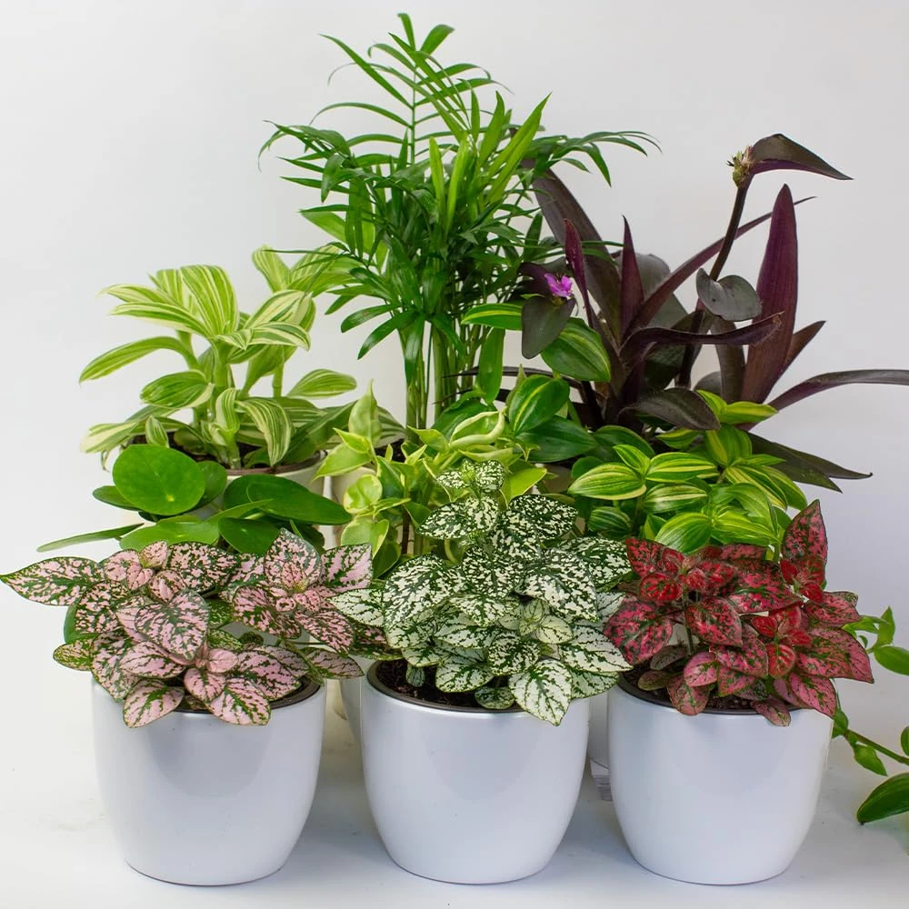 9 x House Plants - Indoor Plants in 9cm Plant Pot, Decorative Home Accessories, Great Terrarium Plants Includes Money Plant (9 x House Plants with Ceramics)