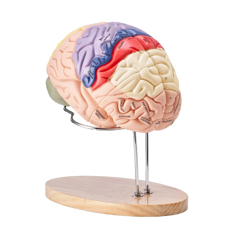 VEVOR Human Brain Model Anatomy, 2X Life-Size 4-Part Human Brain Anatomical Model with Labels & Display Base, Color-Coded Detachable Brain Model for Science Research Teaching Learning Study Display