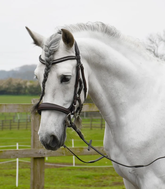 Rhinegold Anatomical Cavesson Bridle-Pony-Havana