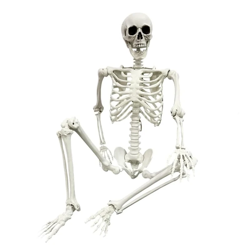 FENGSHENG-SHOP Halloween Posable Skeleton, 165cm Realistic Life Size Human Skeleton Bones with Movable Joints for Halloween Haunted House Decoration