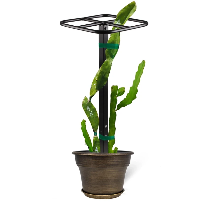 Premium Dragon Fruit Trellis - Durable Metal Trellis for Vertical Gardening and Climbing Plants - 12in x 12in x 50in