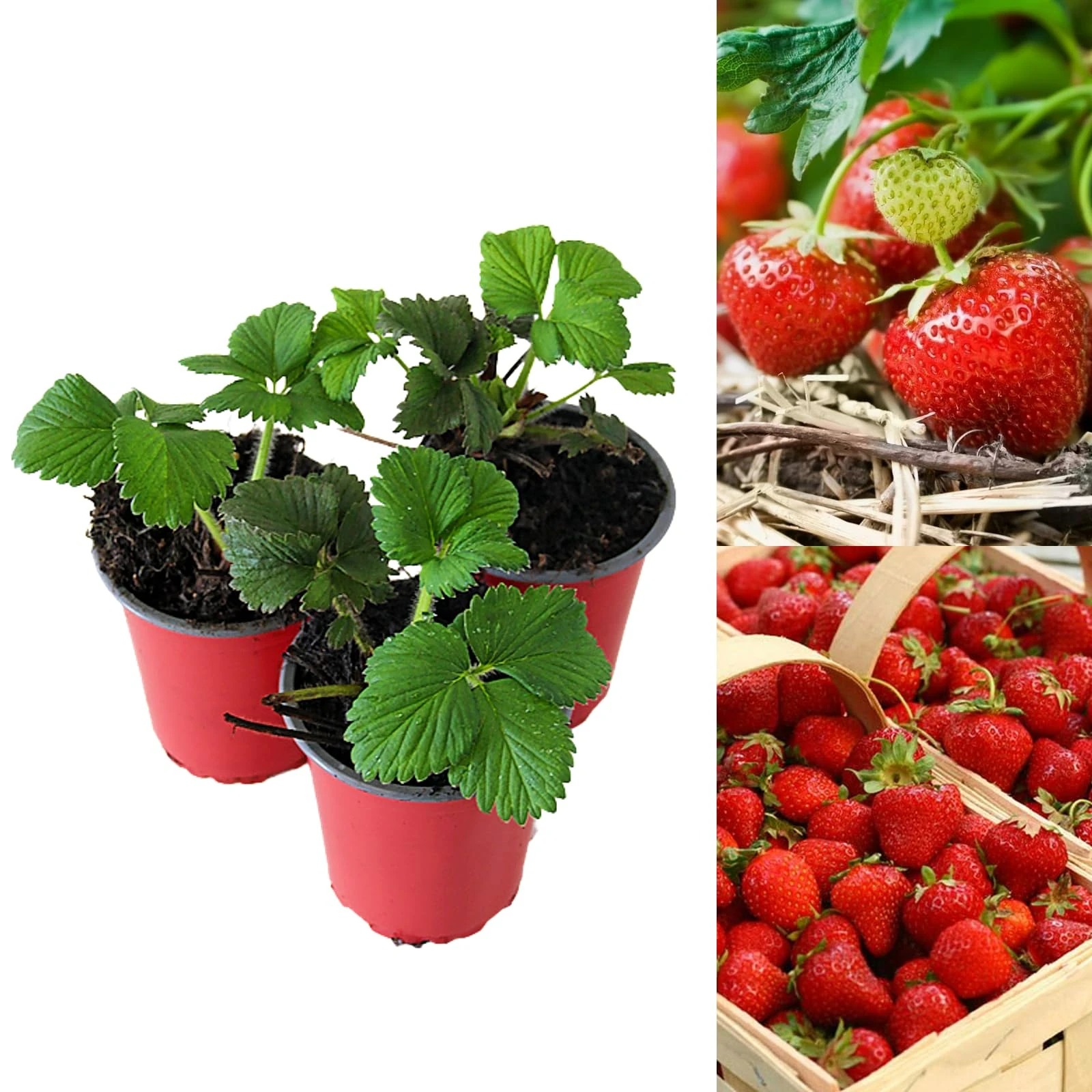 Carbeth Plants - Strawberry Cambridge Favourite Fruit Plants - Hardy Garden Bushes in 9cm Pots - Grow Your Own (12)