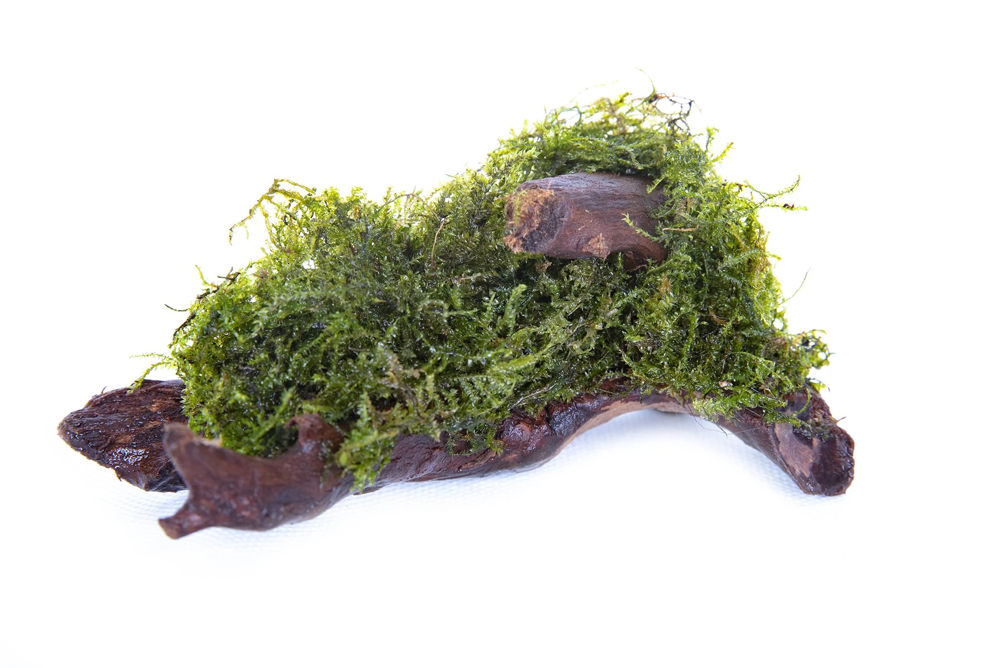 Lincolnshire Pond Plants Ltd - Java Moss Growing on Bogwood *Vesicularia DUBYANA* Live Plants