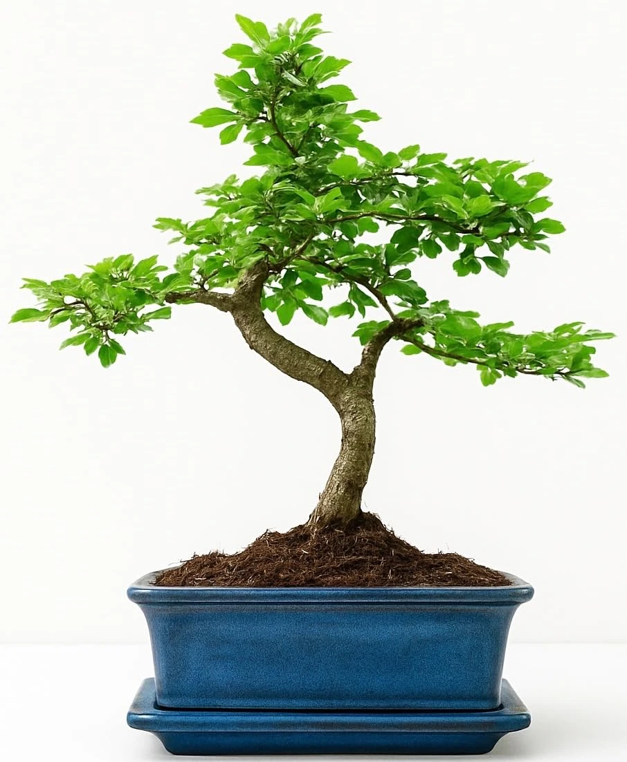 The Bonsai Plants - Real Live Chinese Elm Bonsai Indoor/Outdoor Tree S Trunk - Ceramic Pot - Home Office Decor Gift