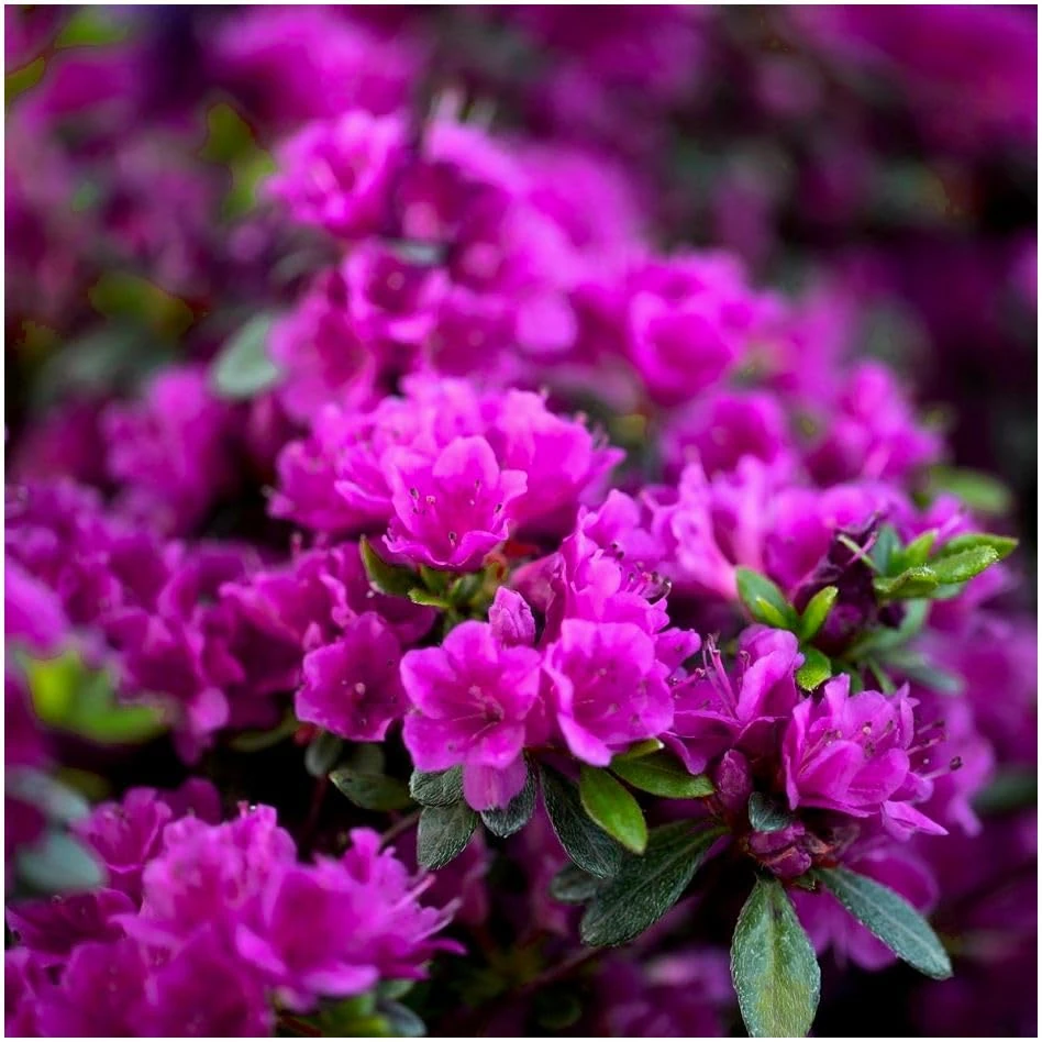 GrowOn Shrubs Dwarf Japanese Azalea Japonica 'Diamant Purple' | Evergreen Shrub | Outdoor Garden Ready Plant | Spring Flowering | Purple Flowers